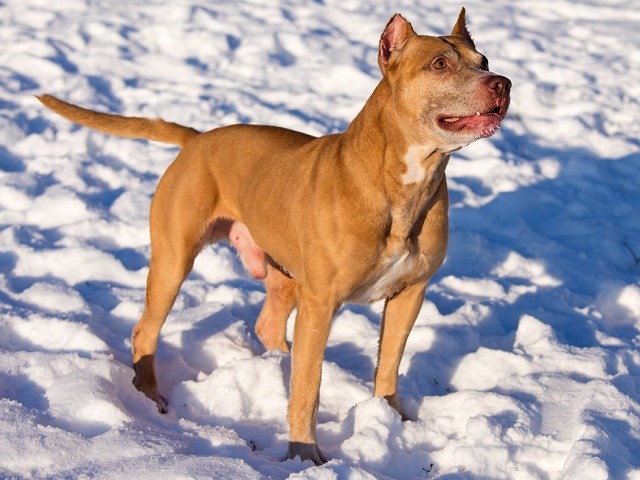 American sales bull terrier